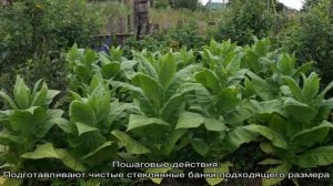 Пошаговая инструкция по ферментации табака в микроволновке для начинающих