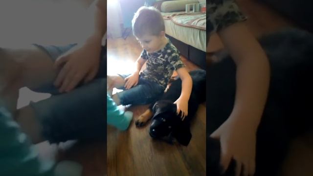 Тибетский Мастиф Конан 2 (два) месяца, игры с детьми.