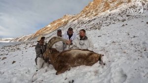 Охота на Памире. Часть 2. Памирский козерог. Hunt in Pamir. Part 2. Pamir Ibex.