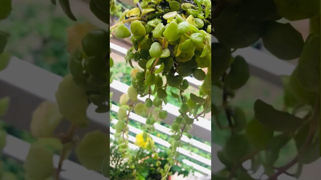Baby tears plant 🌱 #plants #beauty #balconygarden #balcony смотреть онлайн