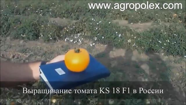 Томат КС 18 (Айсан) – самый лучший желтый томат смотреть онлайн