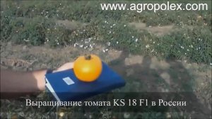 Томат КС 18 (Айсан) – самый лучший желтый томат