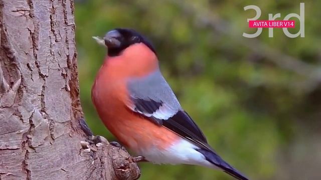 Best laptop under 50000 | 50000 के तहत सबसे अच्छा लैपटॉप | Top 5 laptops under 50000 | gaming lapto смотреть онлайн