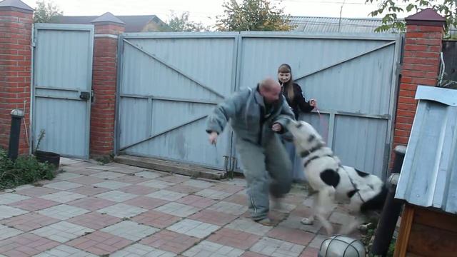 Питомник Мерлови. Эмил из Бажова, КС смотреть онлайн