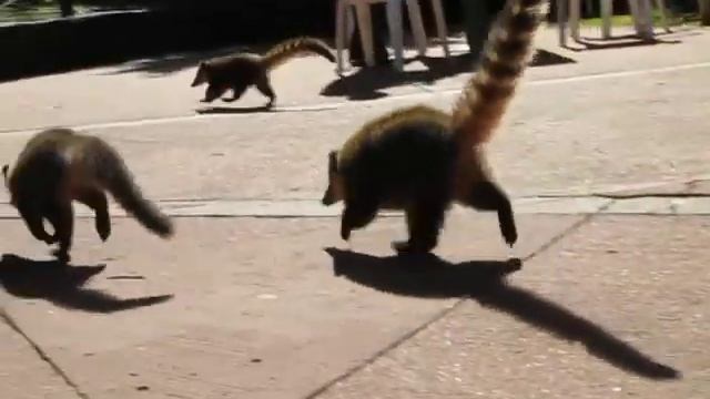 бешеные носухи смотреть онлайн