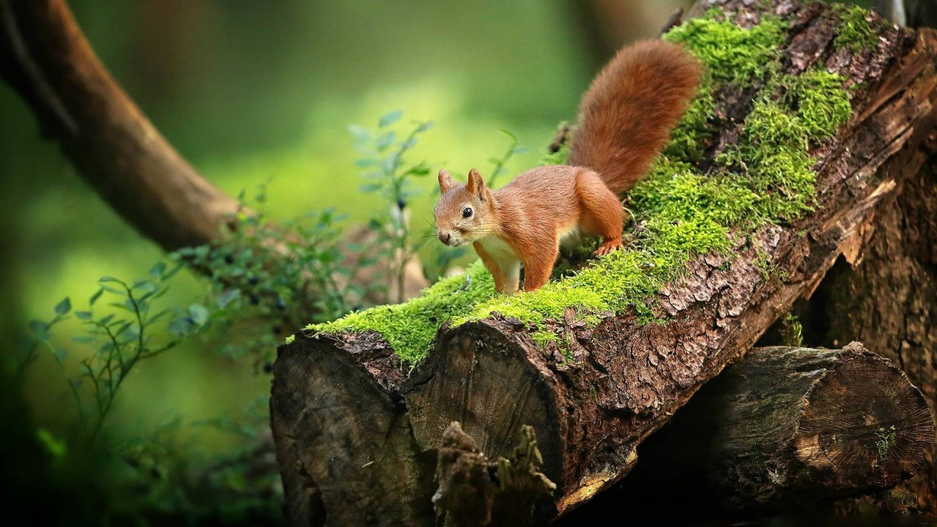 THE POWER OF NATURE | 8K ULTRA HD HDR (STUNNING) Discovery смотреть онлайн
