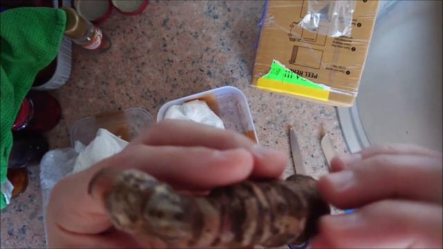 unboxing alocasia jacklyn alocasia reginae Sulawesi Island Tubers смотреть онлайн