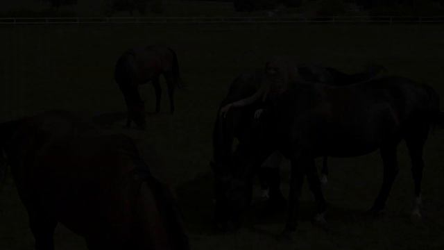 Фотосессия с лошадьми. Что нужно знать о фотосессии с лошадью. смотреть онлайн