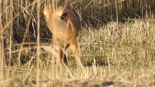 ВОДЯНОЙ ОЛЕНЬ - Саблезубый малыш смотреть онлайн
