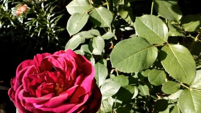 Июньские розы -канадская Вайс Вольке ,Эль Торо,Фальстаф,Кинг Артур,Алоха.2018 # мой сад # розы смотреть онлайн