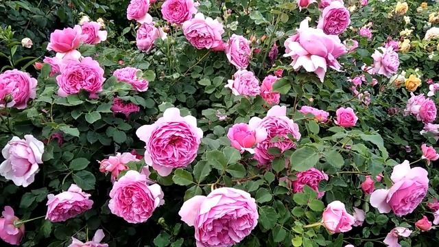 Нет, ты не принцесса. Ты королевна! Роза Princess Alexandra of Kent. смотреть онлайн