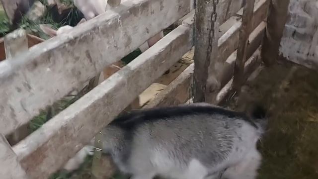 Количество сосков у будущих свиноматок. смотреть онлайн