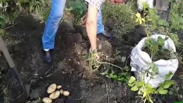 Картофель выращенный в ящике . смотреть онлайн