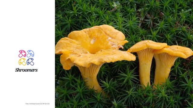 Echter Pfifferling (Cantharellus cibarius) | Doppelgänger | Praktisches Kurzprofil | Shroomers смотреть онлайн