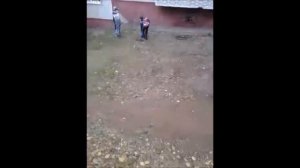 Дети издеваются над котятами