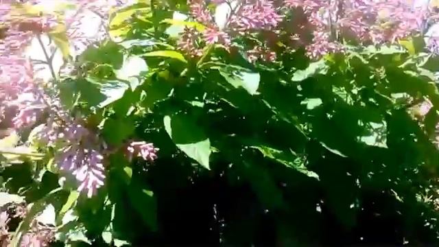 Сирень венгерская и ежевика смотреть онлайн