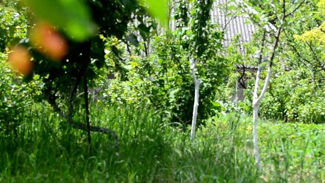 Тест Нової фото відео камери Nikon D5100 - Городина та Сад моєї Тещі Наталії