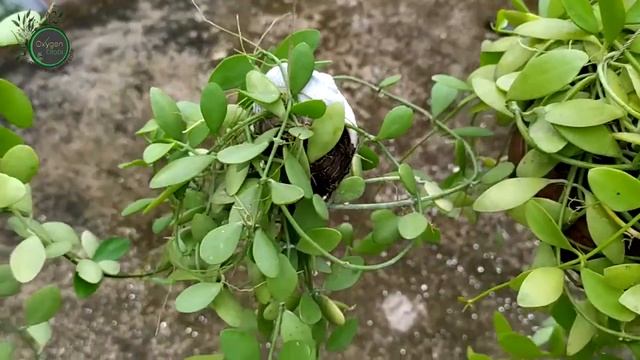 গ্রীনলিফ এর সম্পূর্ন পরিচর্যা | Hoya Dischidia Sp.Geri Care | Easy growing Green Leaf Bangla смотреть онлайн