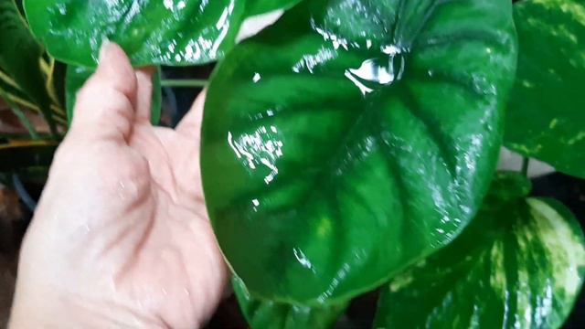 Rare Dragon Scale Alocasia смотреть онлайн