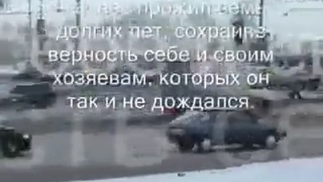 Собака ждала хозяев 7 лет смотреть онлайн