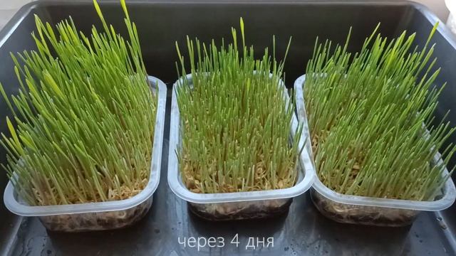 Что защитит зелень пшеницы от плесени? Триходерма и Фитоспорин - тестирую защитные биопрепараты. смотреть онлайн