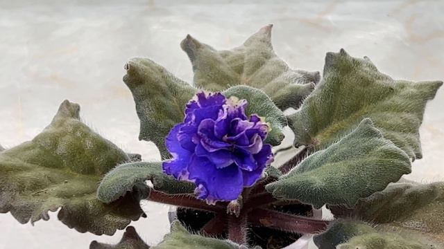 AFRICAN VIOLETS NOID - WHAT TO DO WITH IT?