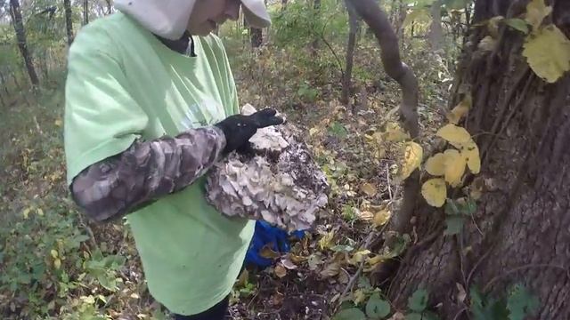 ShroomMates - Missouri Maitake Hunting - 10/23/2015 смотреть онлайн