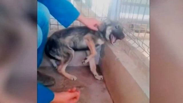 Собаку погладили впервые в жизни! На это невозможно смотреть без слез!? смотреть онлайн