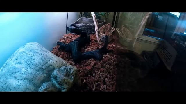 Blood Python's New Home смотреть онлайн