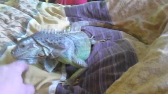 Моя Игуана смотреть онлайн