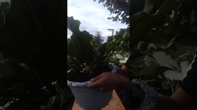 HAPPY VALENTINES DAY 2021! "WAVE OF LOVE" PLANT REPOTTING TIPS & TECHNIQUES смотреть онлайн