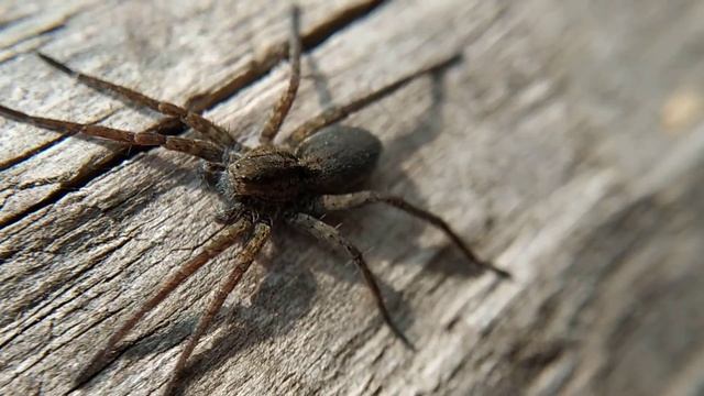 Паук волк греется на солнце wolf - spider смотреть онлайн
