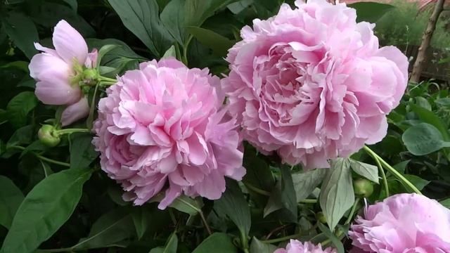 Пион МАЙРА МАК-РЕЙ ?? Paeonia MYRA MCRAE: обзор, описание, цветение, отзыв