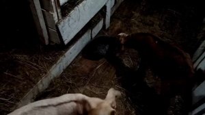 сколько раз доить козу после окота