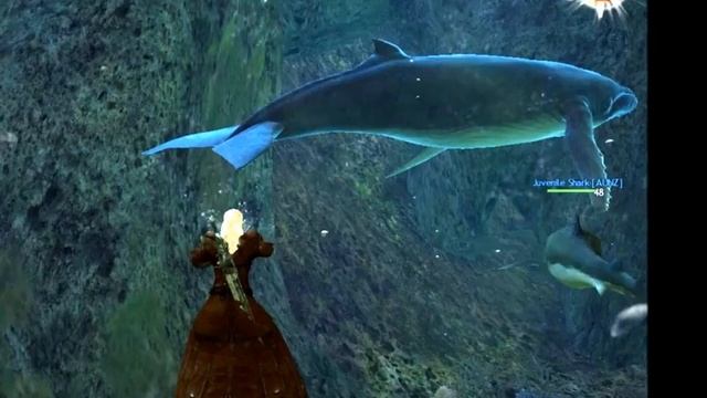 Whale Watching In Guild wars 2 смотреть онлайн