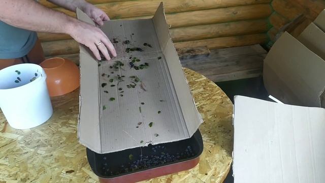 Как БЫСТРО очистить чернику от мусора || Дедовский способ смотреть онлайн