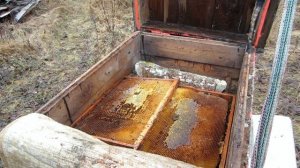 Пчеловодство. Первые стимулирующие, профилактические подкормки сиропа для пчел весной после облета.