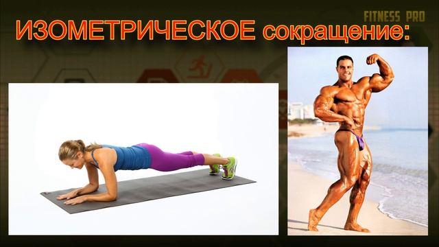 Виды мышечных сокращений / Мышечные сокращения смотреть онлайн