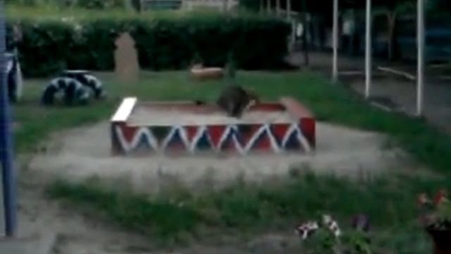 кот гадит в детскую песочницу смотреть онлайн