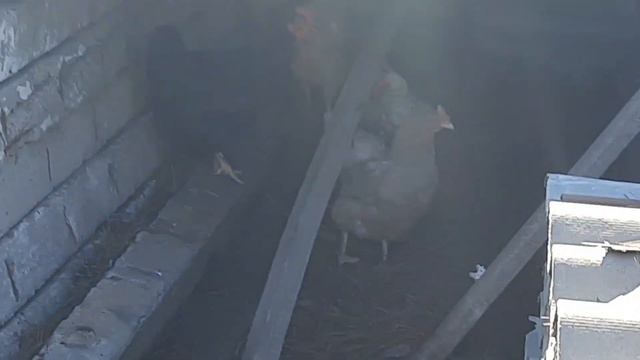 Едем на озеро, идем в гости, маленькие котята!!! смотреть онлайн
