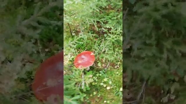 Огромный БЕЛЫЙ смотреть онлайн