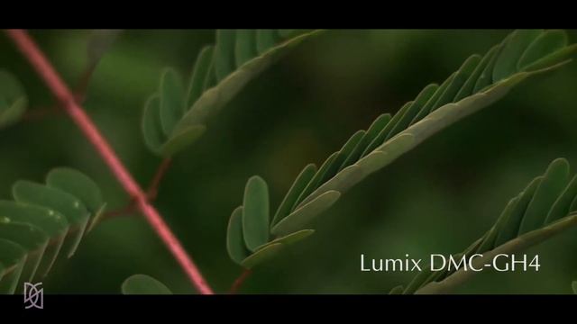 Sony alpha 6500 Vs Lumix DMC-GH4 смотреть онлайн