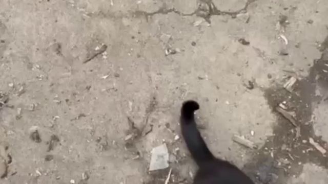 Как жители Мариуполя кормят животных.Видео от приюта ПИФ. смотреть онлайн