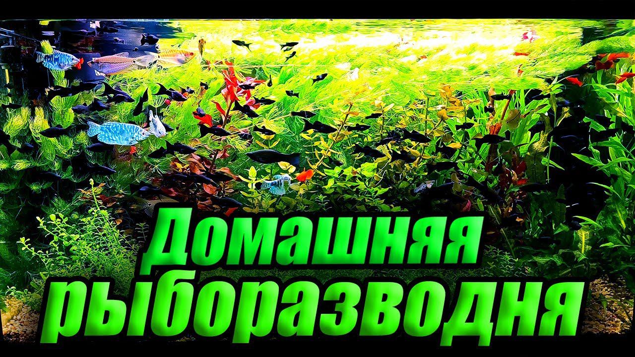 Как устроена домашняя рыборазводня. Подробный обзор смотреть онлайн