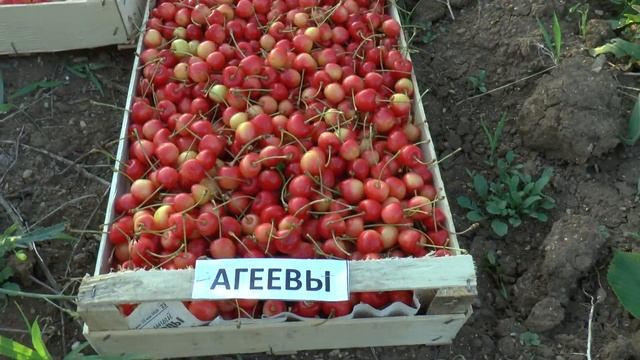 Крым. Подзаработать сбором черешни? Рассказываем, показываем и пробуем!!! смотреть онлайн