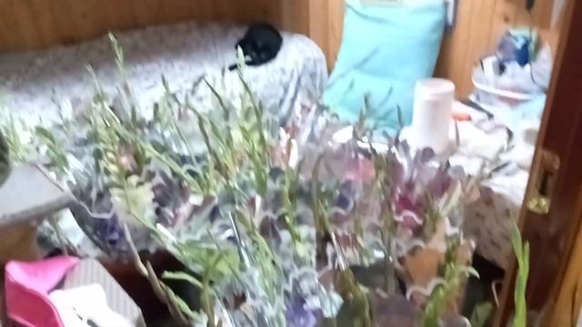 Букеты гладиолусов под заказ смотреть онлайн