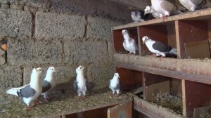 Кудули - голуби Николая Чучалина. Часть 2.