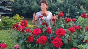 Визитная карточка нашего Питомника -  роза Супер Гранд Аморе. Питомник растений  Е. Иващенко