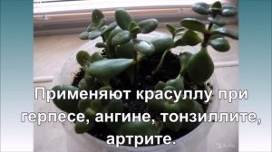 Самые полезные комнатные растения. ТОП-7 для здоровья