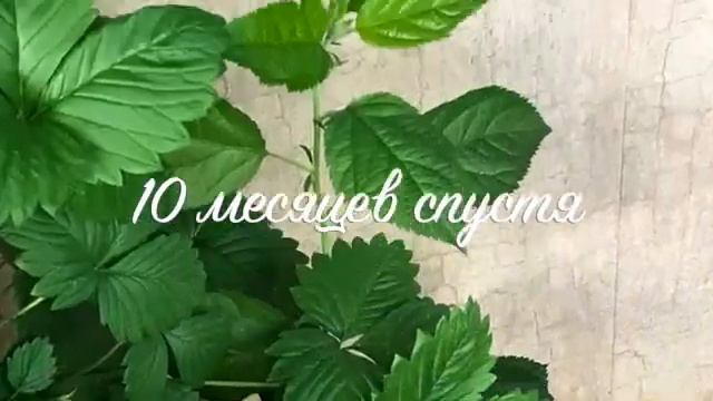 Яблоня на балконе смотреть онлайн